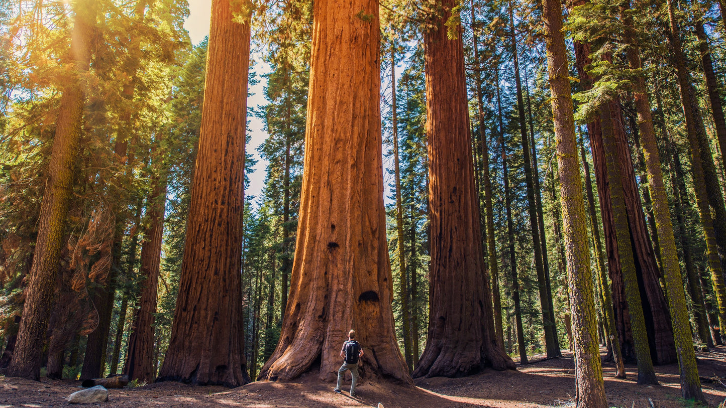 Sequoia Woods